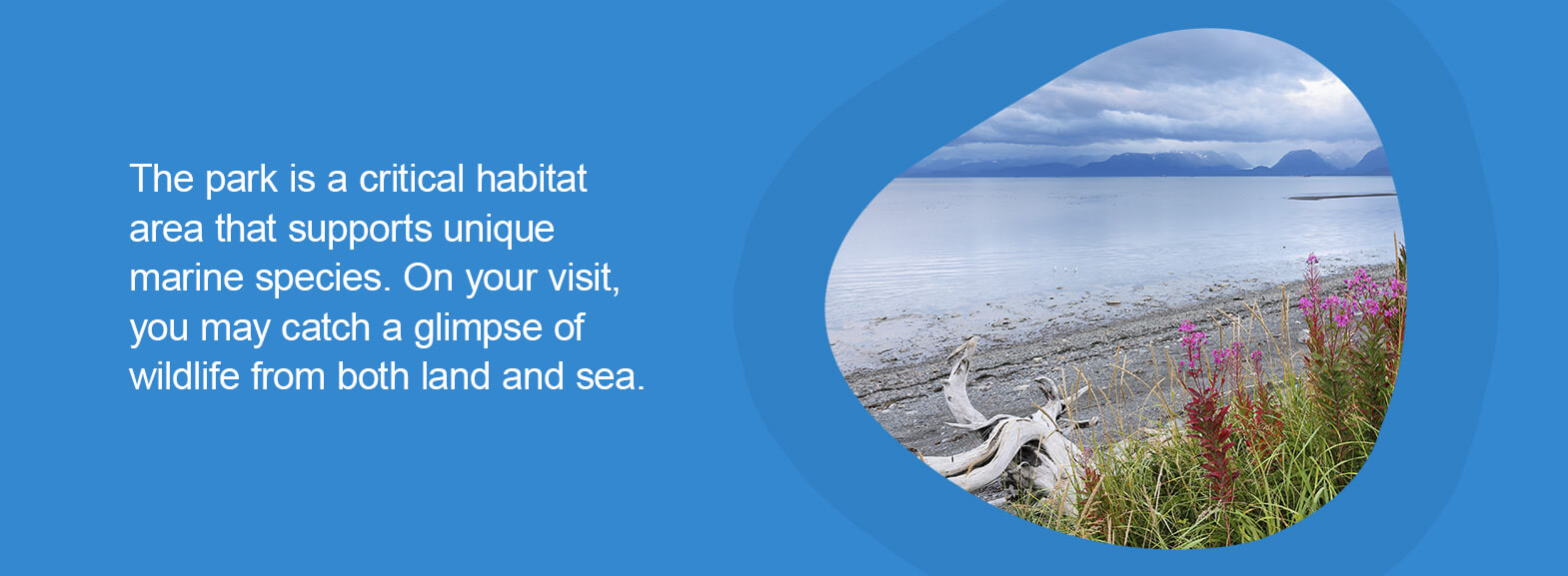 Kachemak Bay State Park, Alaska - The park is a critical habitat area that supports unique marine species. On your visit, you may catch a glimpse of wildlife from both land and sea.