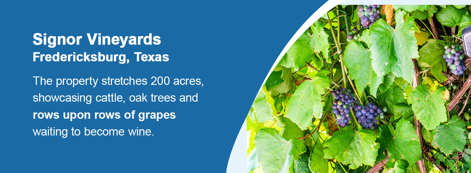 Signor Vineyards — Fredericksburg, Texas. Signor began planting grapes, opened a tasting room and became an internationally renowned wine all within the past decade. The property stretches 200 acres, showcasing cattle, oak trees and rows upon rows of grapes waiting to become wine.