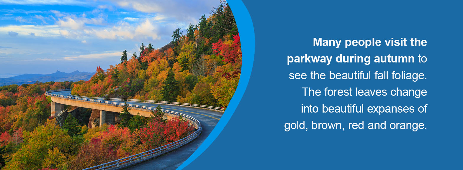 Many people visit the parkway during autumn to see the beautiful fall foliage. The forest leaves change into beautiful expanses of gold, brown, red and orange. 
