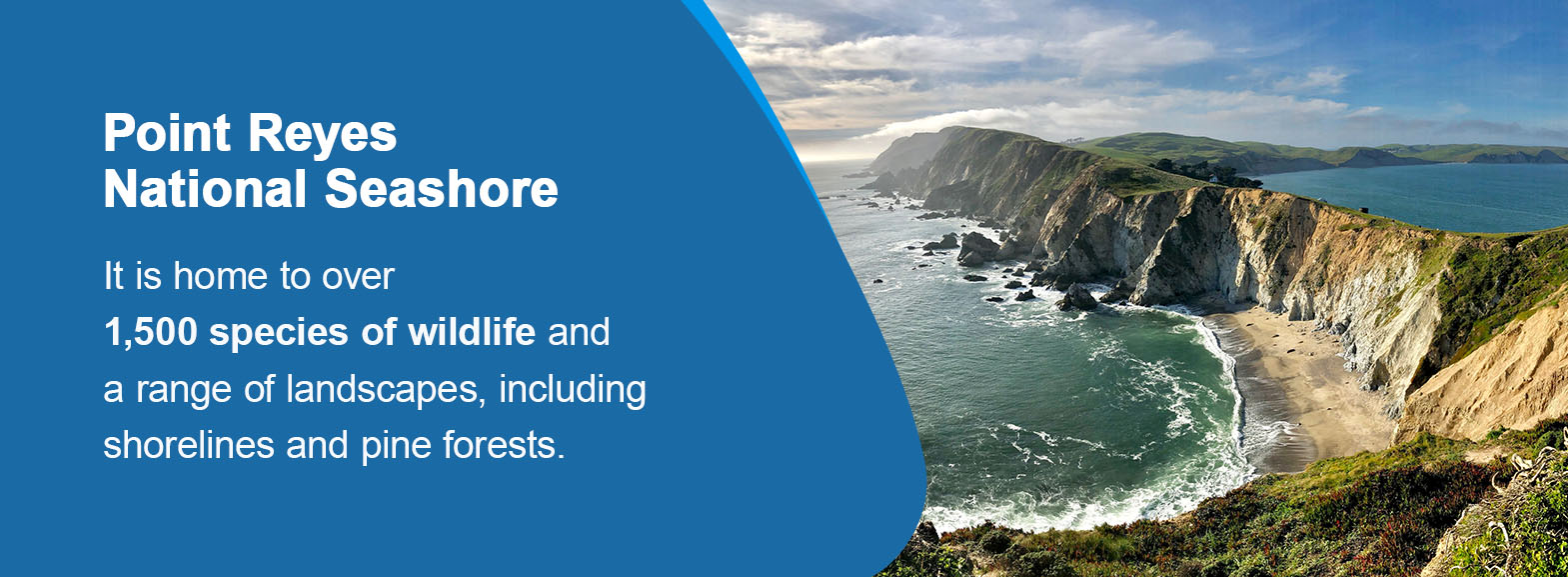 Point Reyes National Seashore: It is home to over 1,500 species of wildlife and a range of landscapes, including shorelines and pine forests. 